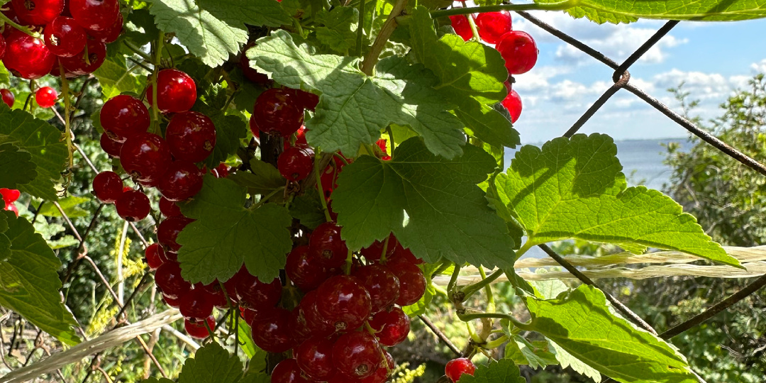 Хотите получить хороший урожай смородины и крыжовника ? Сейчас обязательно стоит уделить им время.