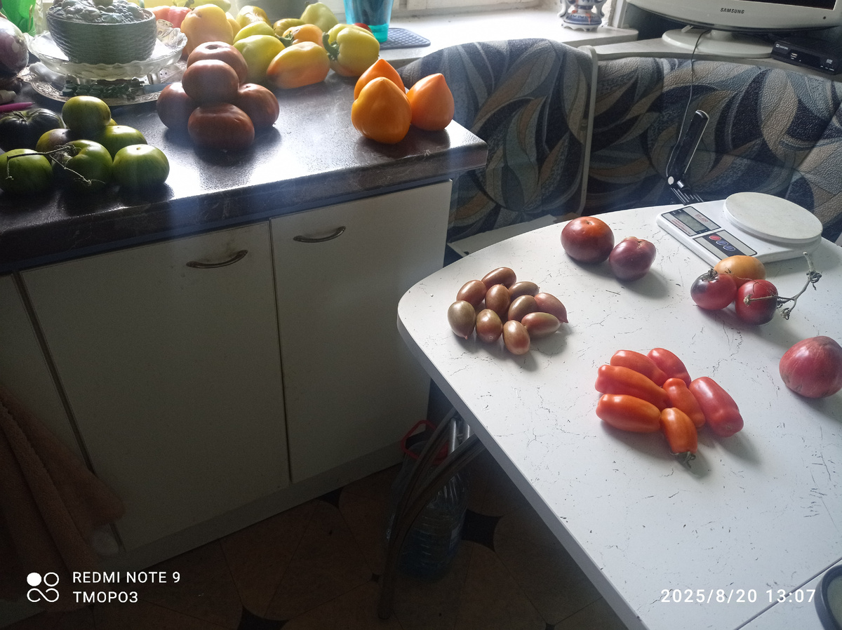 немнго тмаатов на дегустацию