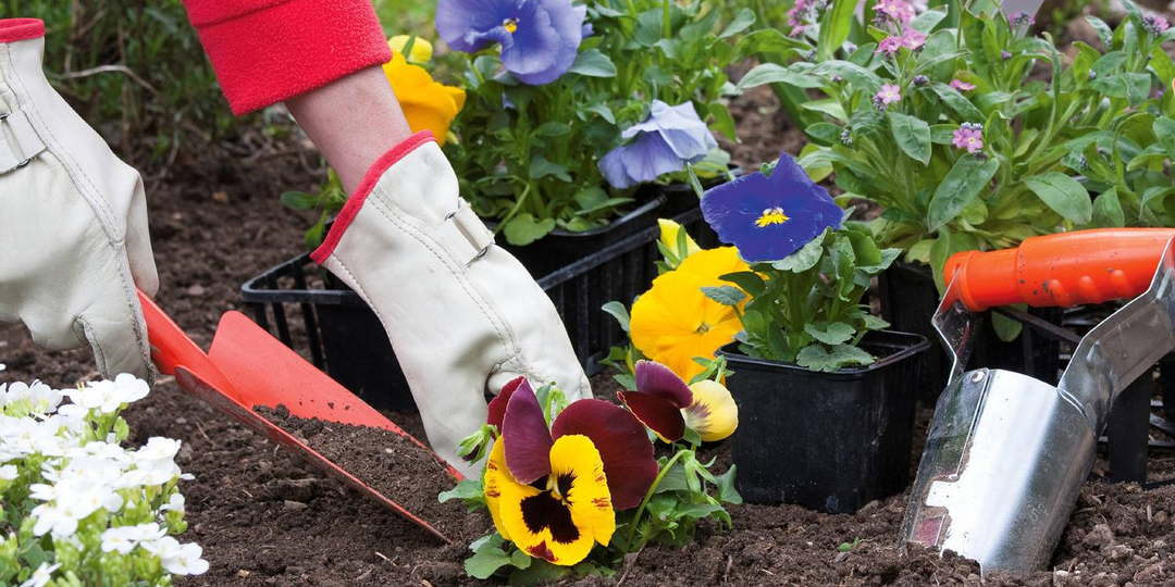 Однолетники в ландшафтном дизайне: яркость, разнообразие и быстрый эффект за один сезон