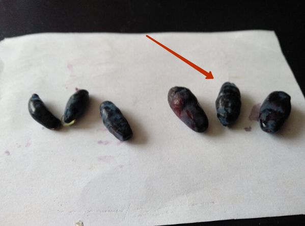 На фотографии показываю для сравнения ягоды сорта, который хочу размножить