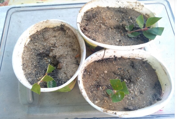 Три стаканчика с черенками