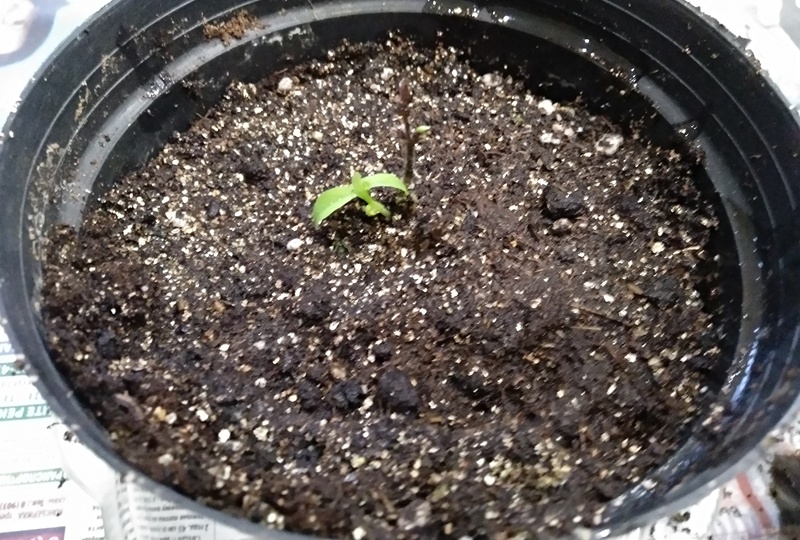 Не с первого раза: мой путь к укоренению черенков любимой жимолости