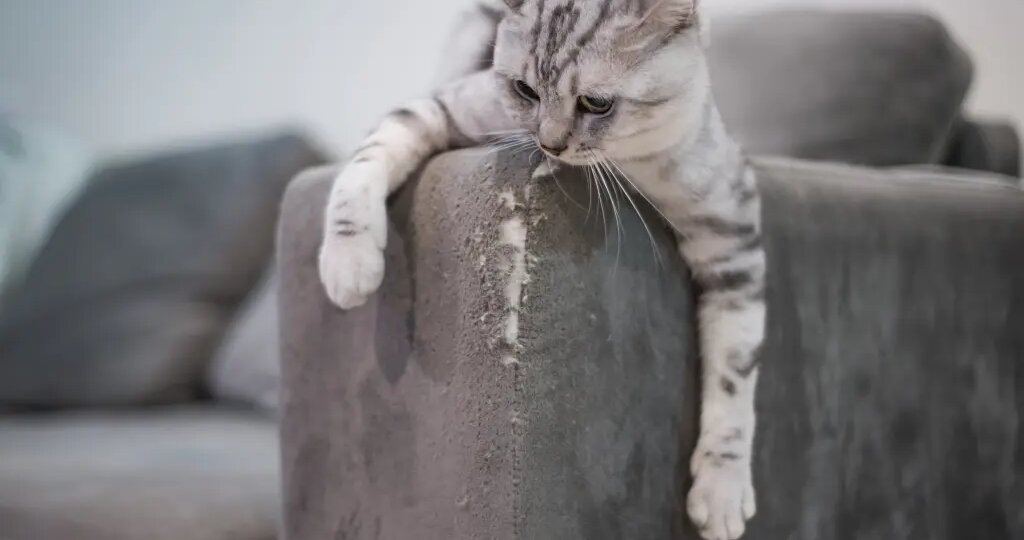 Три ошибки в организации территории, из-за которых кошка дерет диван