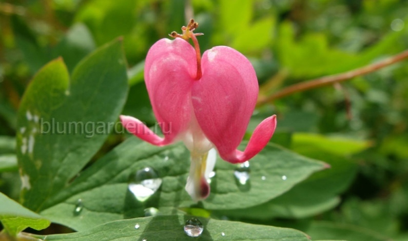 Дицентра великолепная