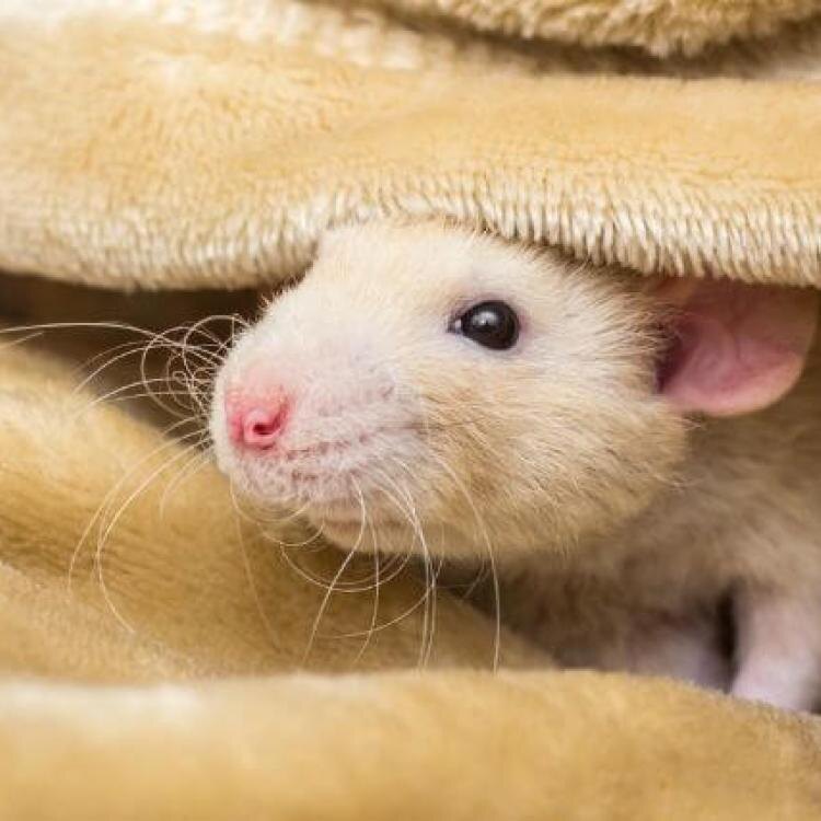 Как бы ни казалась эта крыса милой и безобидной, не стоит забывать, что она все же дикое животное со своими инстинктами и привычками.