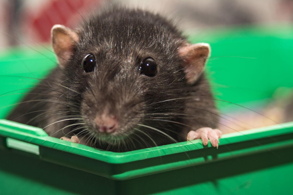 Смотрите, какая это очаровательная и теплая крыса! Она выглядит так умно и почти как маленькая собака, что сразу хочется стать её хозяином.