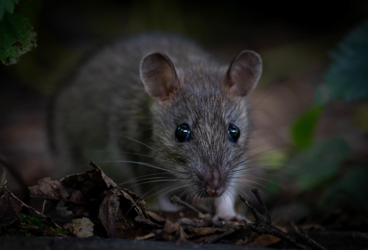 Вы думаете, это милый питомец. Пока он не начинает жить по своим правилам.