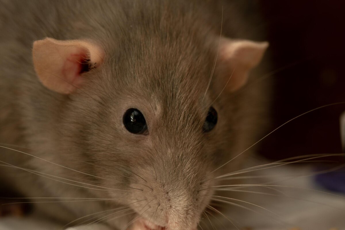 Вот этот малыш выглядит так невинно, но не дайте его внешности обмануть — он может быть настоящим маленьким бунтарем, если что-то не так по его мнению.