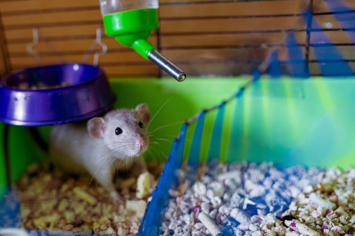 На фото он выглядит безобидно. В жизни — это пушистый генератор хаоса со встроенным запахом.