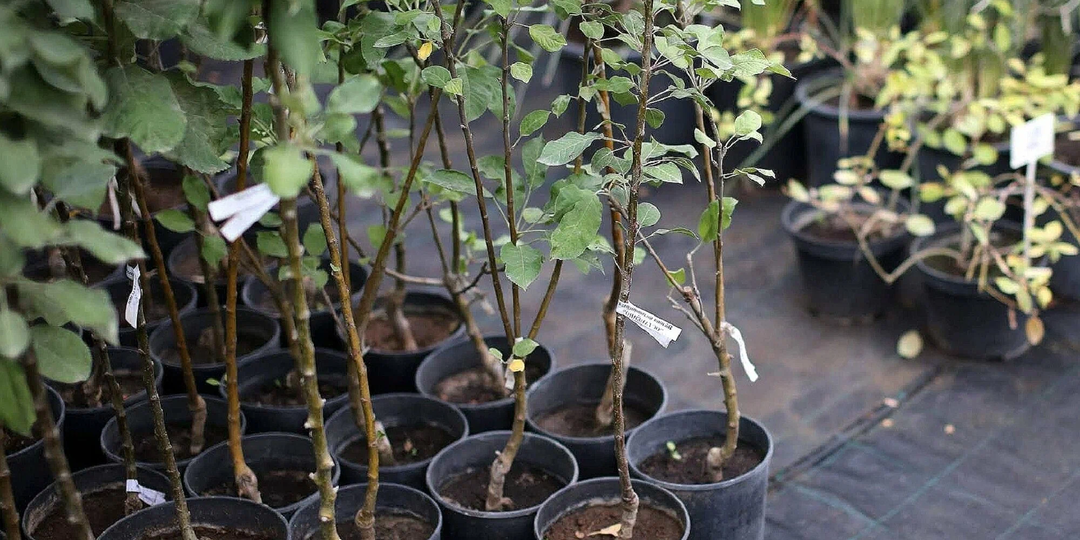 Посадка деревьев: секреты профессионалов, которые спасут ваши саженцы и превратят участок в сказку