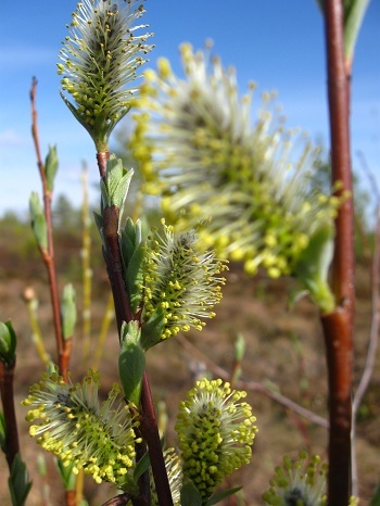 Фотографии Татьяны Немшановой разных лет. Цветёт верба. Крайний Север, Западная Сибирь, Приполярный Урал, Таёжное редколесье,лес северный таёжный весенний. Природа севера Сибири ХМАО Югра.