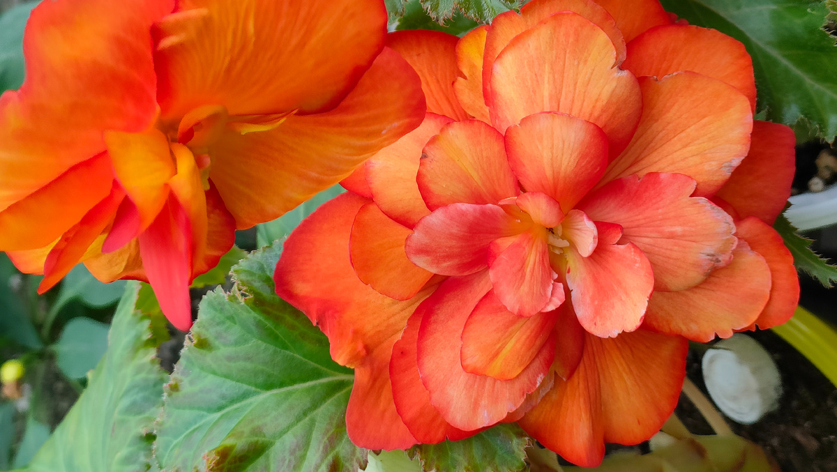 27.08.25 Бегония Пикоти Еллоу-Ред