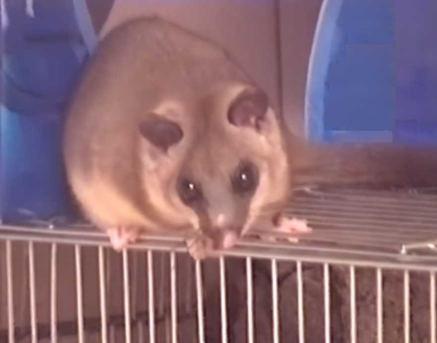 28.09.2006 Белка соня