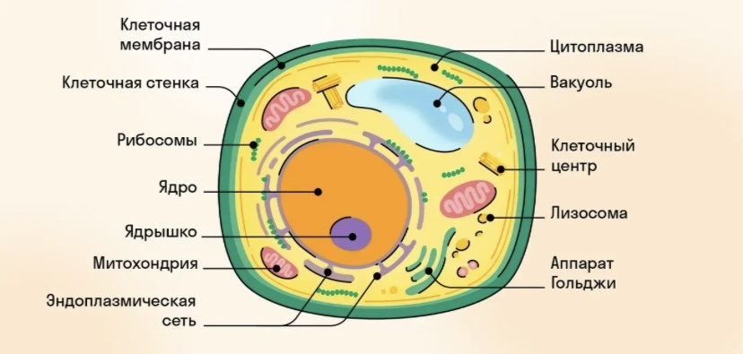 Фундаментальные различия: Сравнительный анализ растительной и животной клетки