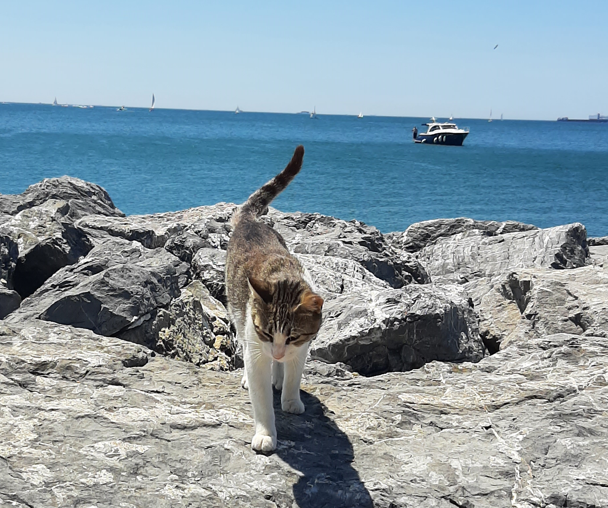 Пушистые создания гуляют, где хотят