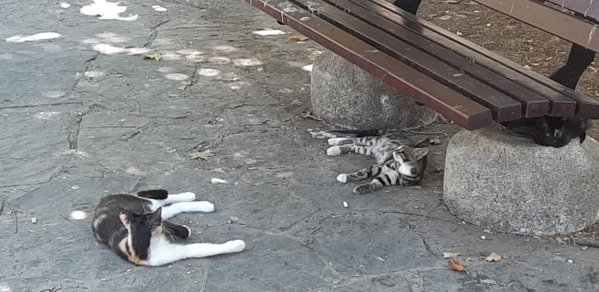 Сиеста - святое дело для мурлык)