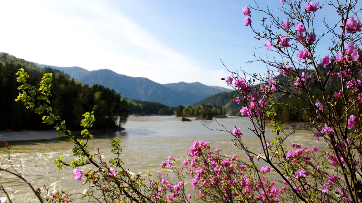 Маральник на Алтае (Фото: Nixe (Bearna Team))