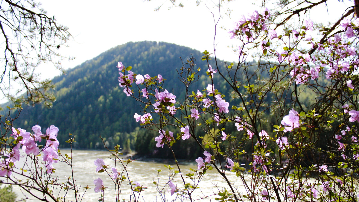 Маральник на Алтае (Фото: Nixe (Bearna Team))