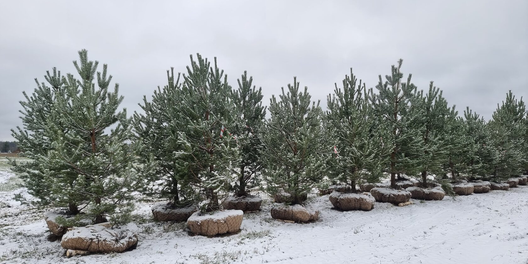Крупномеры: характеристики, подготовка и секреты зимней посадки для 95% приживаемости