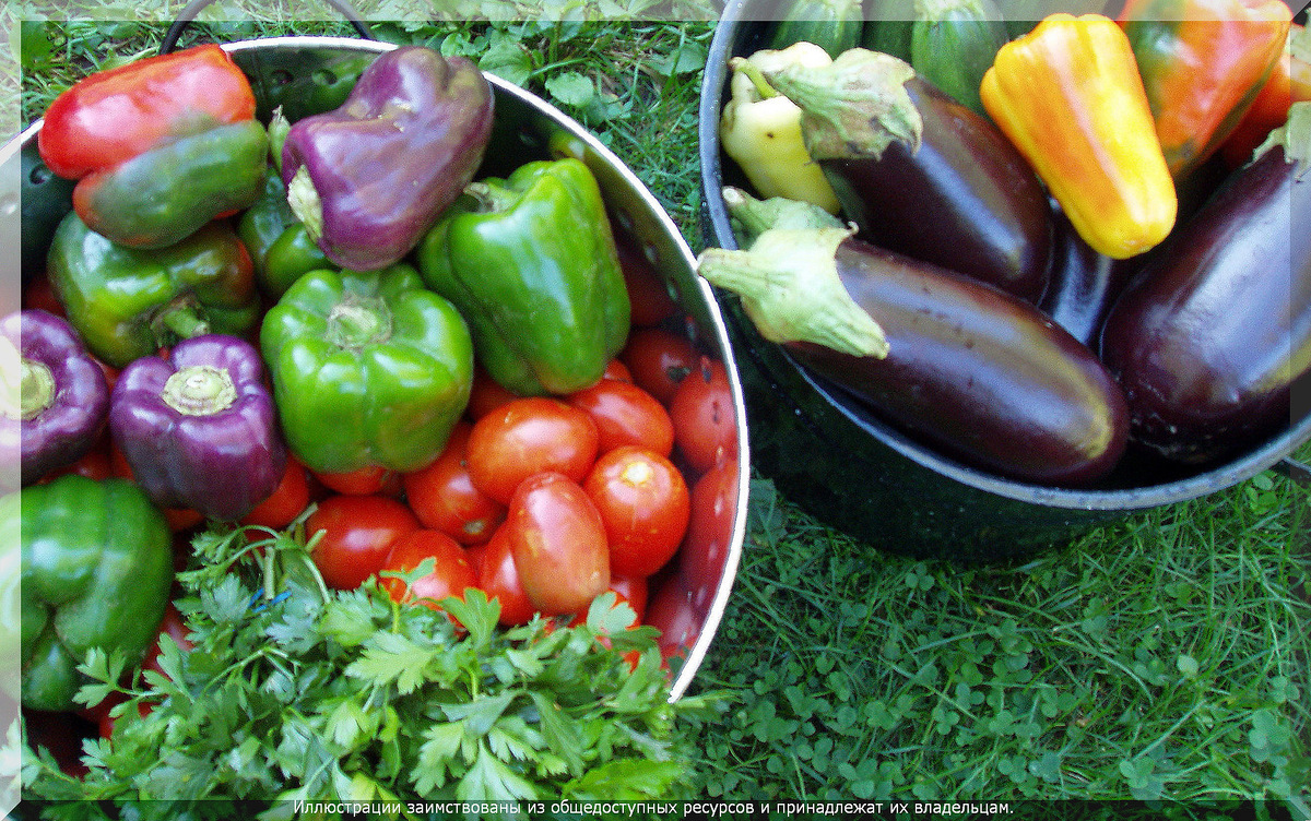 . Томаты, перцы, баклажаны