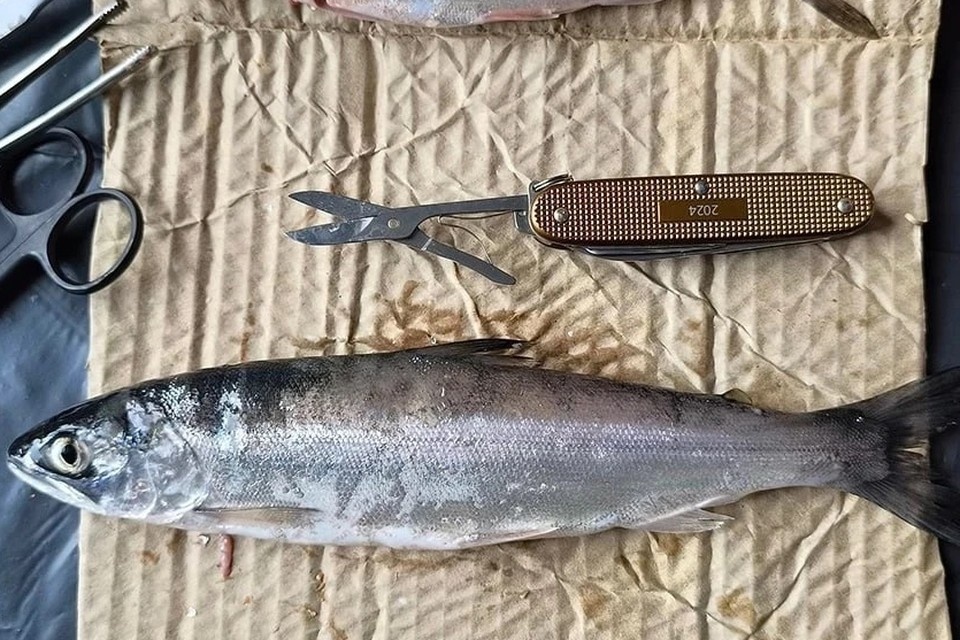    Сейчас ученые проводят молекулярно-генетические анализы. Фото: «Вулканы Камчатки»