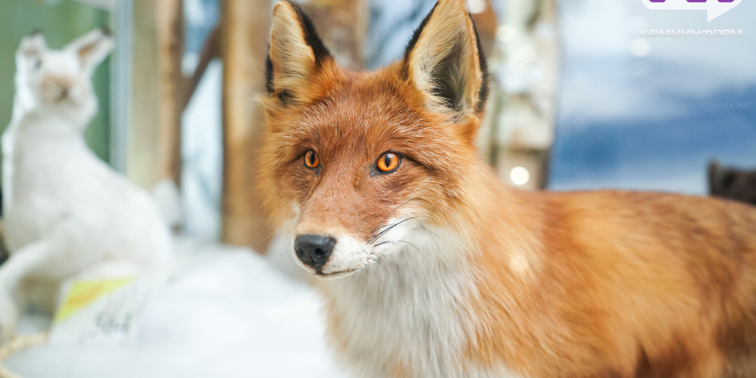 Жители Коми с начала года пострадали от укусов обезьяны, лемминга, лисицы и крыс