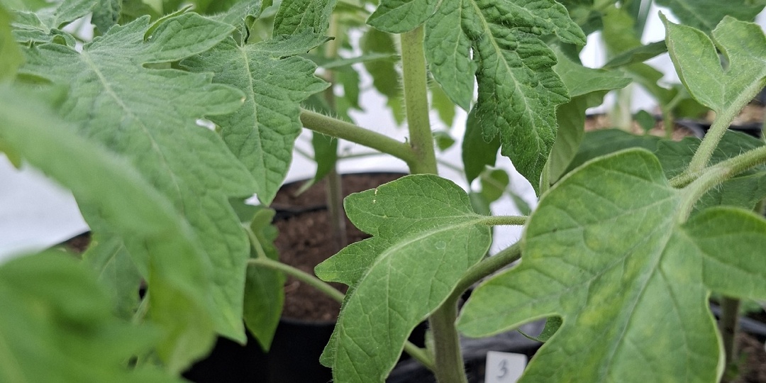 Фундамент для рекорда: как качество рассады программирует томаты на гигантский урожай