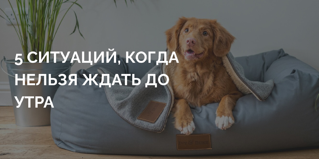 5 ситуаций, когда нельзя ждать до утра и нужно мчаться в круглосуточную ветклинику