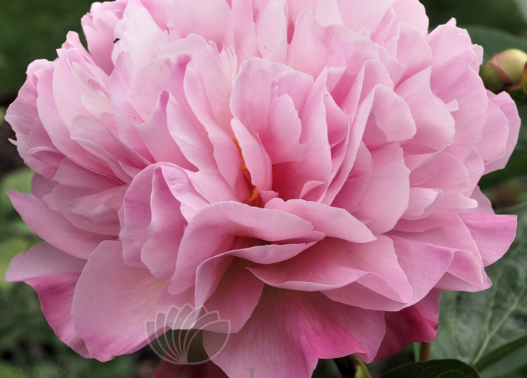 Новинки пионов в нашех садах. Пион "Дева Северного ветра" в саду Анжелы Якименко