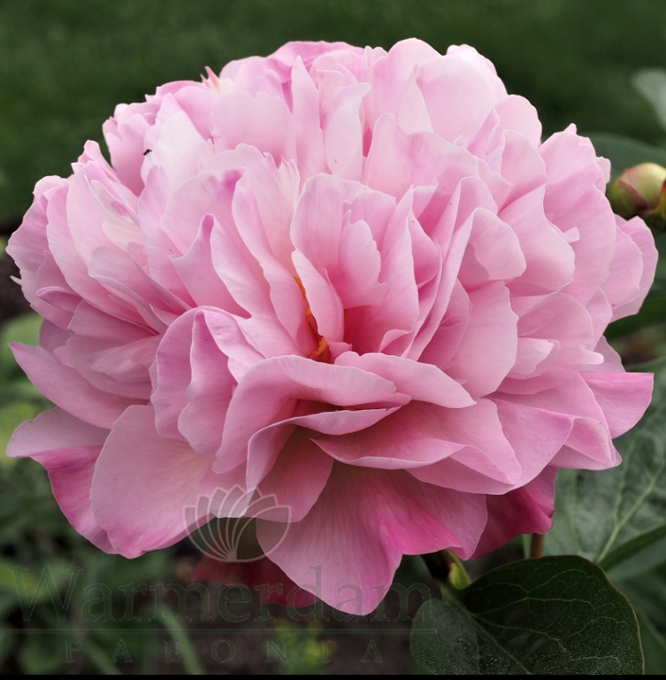 Фотография сорта в питомнике WARMERDAM PAEONIA