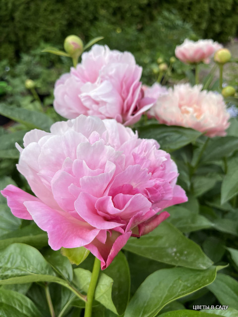 Пион 'Northwind Maiden' в саду Анжелы Якименко летом 2025 года