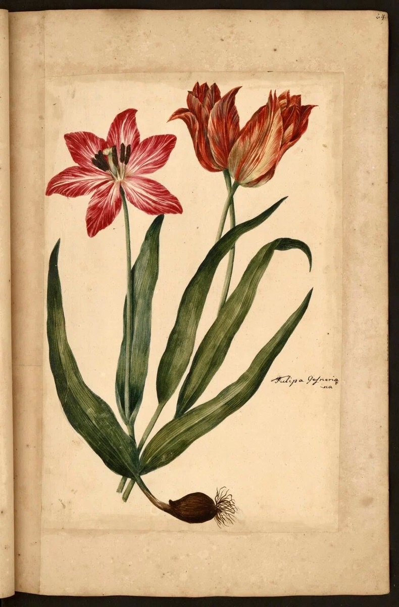 Tulipa gesneriana в Ботаническом атласе XVII века. Рисунок акварелью.