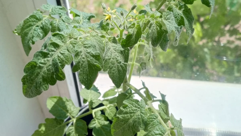    фото smilekaluga.ru