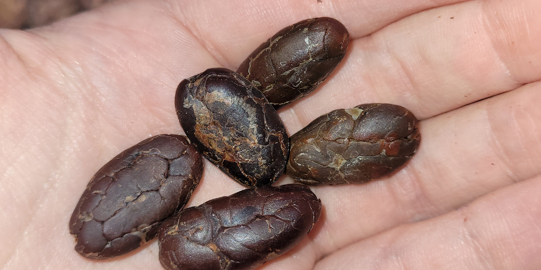 5 продуктов, которые запускают нейрогенез и защищают нейроны в мозге