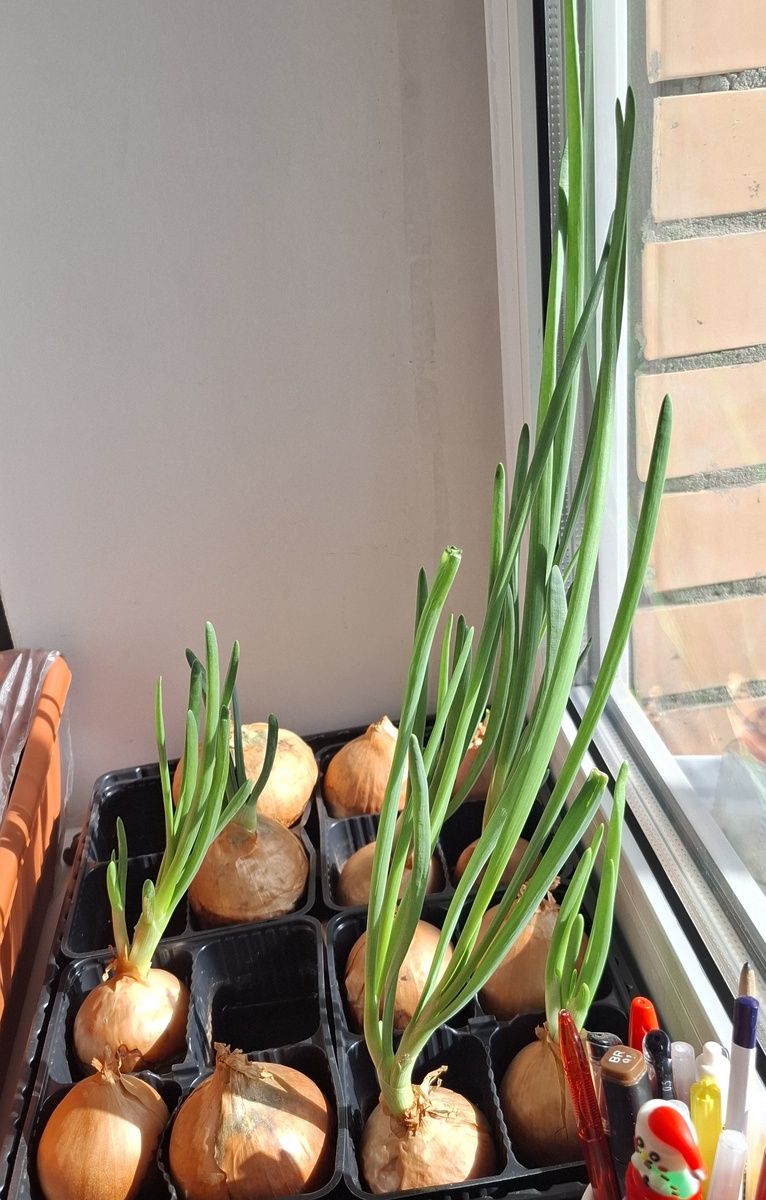 лУчик зеленеет, солнышко блестит, ласточка с весною в сени к нам летит.