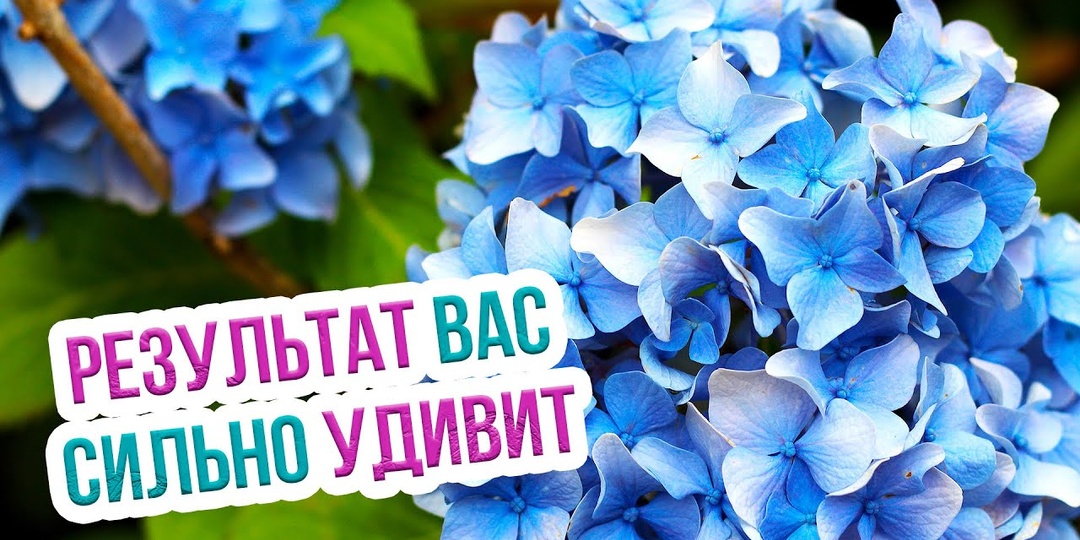 Чем и как подкормить гортензию в апреле