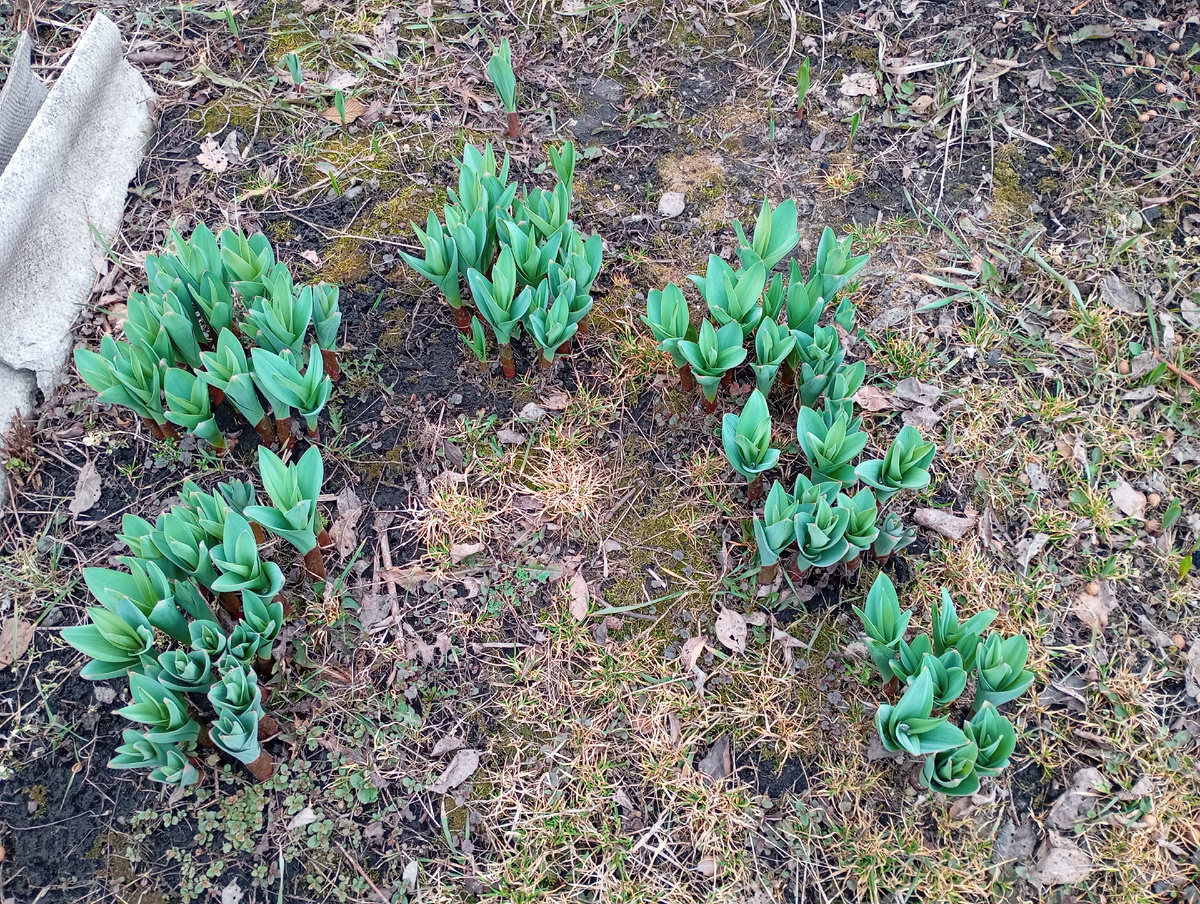 Лук Суворова фото автора.
