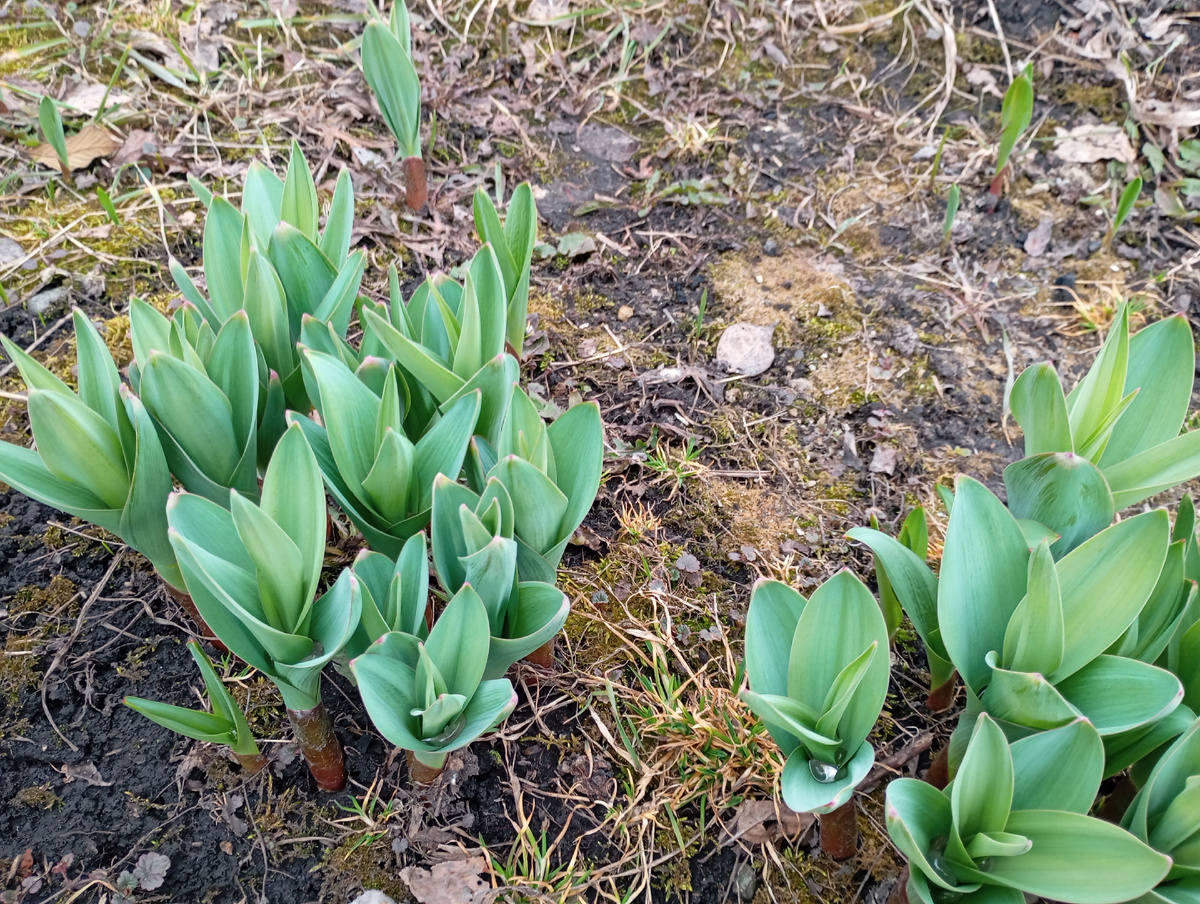 Лук Суворова фото автора.