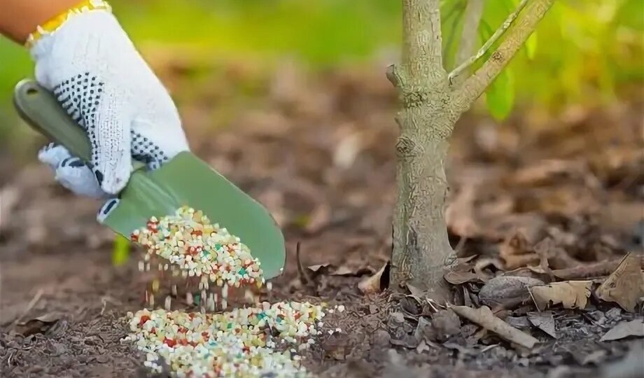 Чем подкормить яблоню и грушу весной в апреле для большого урожая?