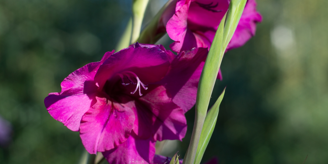 Гладиолусы из магазина "Светофор". Ожидание-реальность. Мой опыт прошлого года.