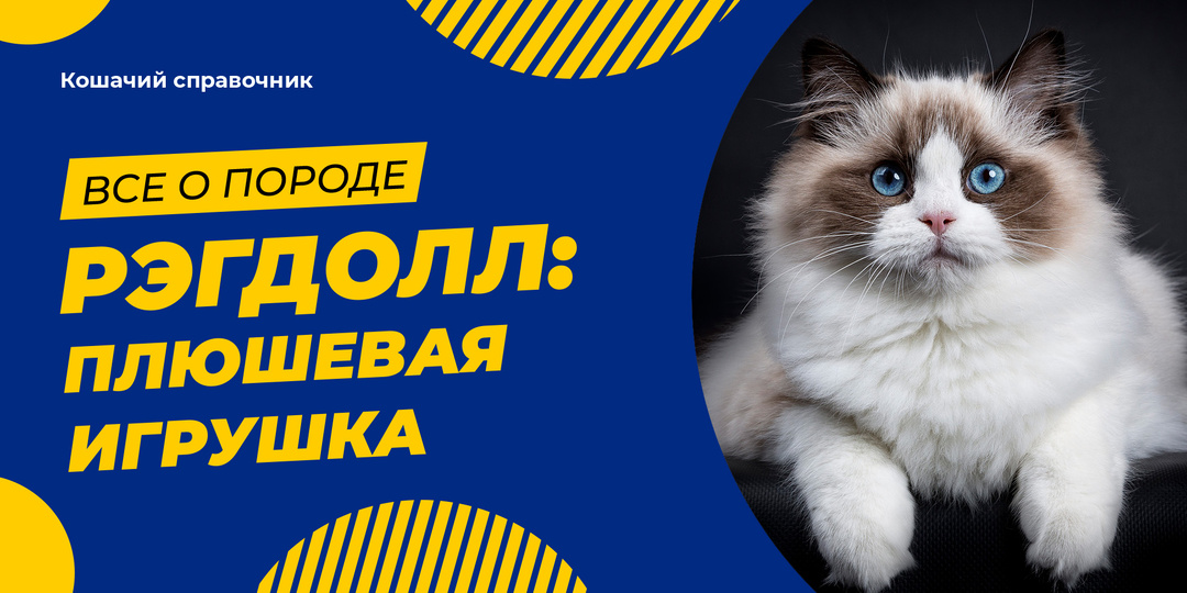 Рэгдолл: кот, как плюшевая игрушка