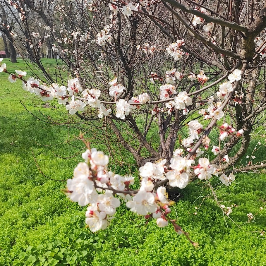 Весна в парке. 