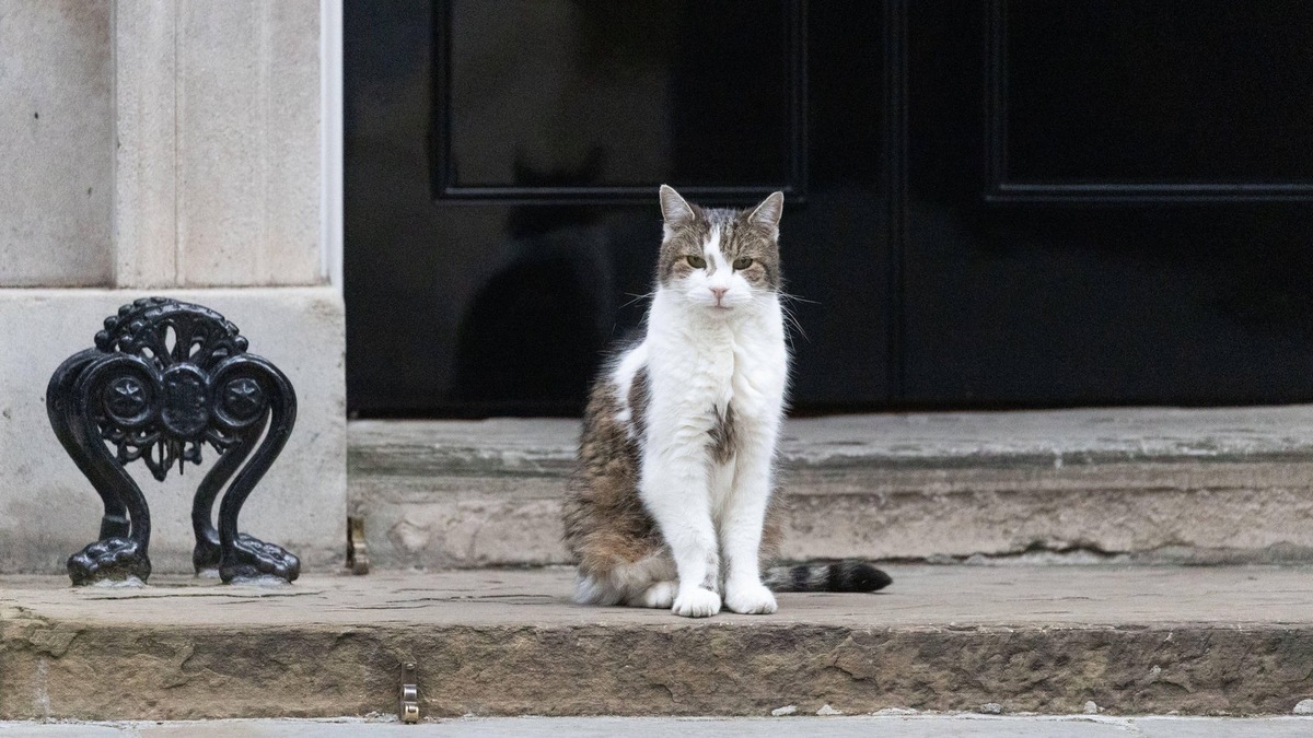    Так выглядит главный мышелов Британии