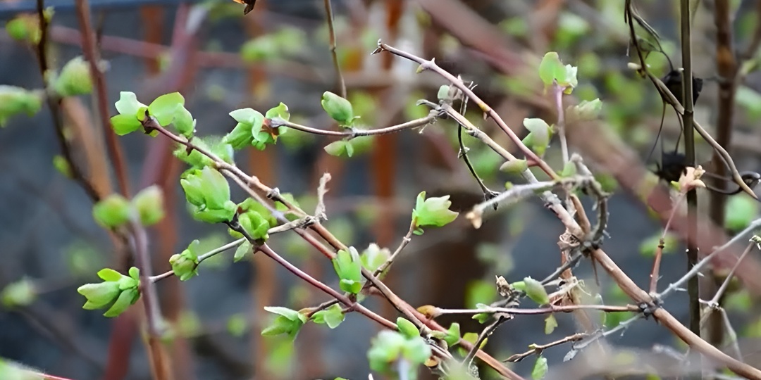 Чем подкормить жимолость весной в 2026 году: Подкормка Жимолости после схода снега. Пошаговая инструкция