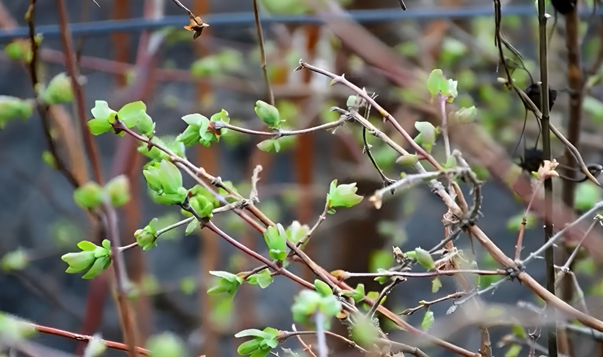 Чем подкормить жимолость весной в 2026 году: Подкормка Жимолости после схода снега. Пошаговая инструкция. Фото автора