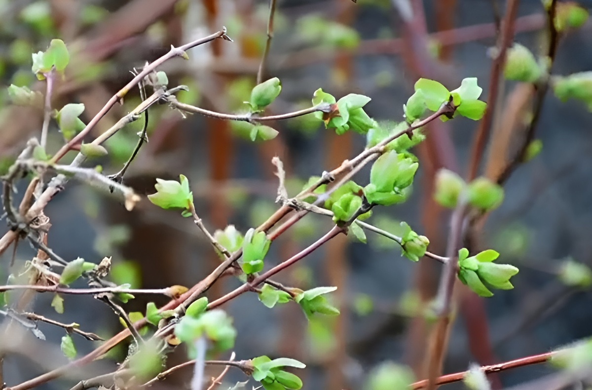 Чем подкормить жимолость весной в 2026 году: Подкормка Жимолости после схода снега. Пошаговая инструкция. Фото автора