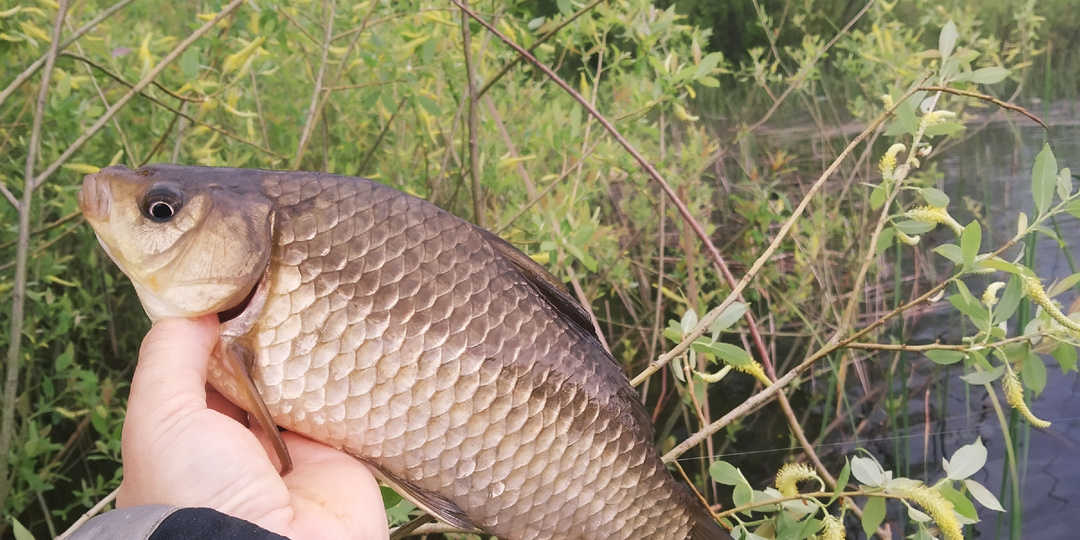 Нерестовый запрет 2026. Где, на что и сколько можно ловить