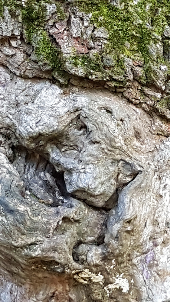 Рис. 1. Дупло старого дуба