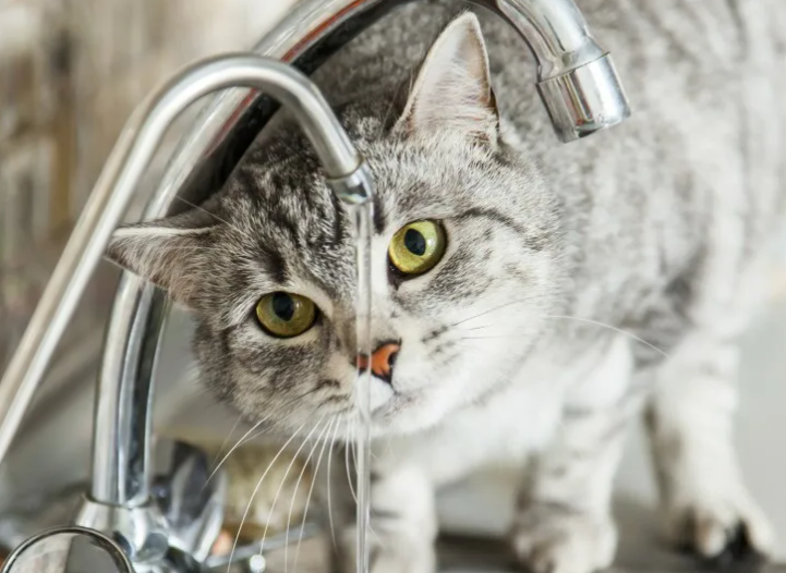 Почему кошка сидит у капающего крана, наблюдая за каждой каплей