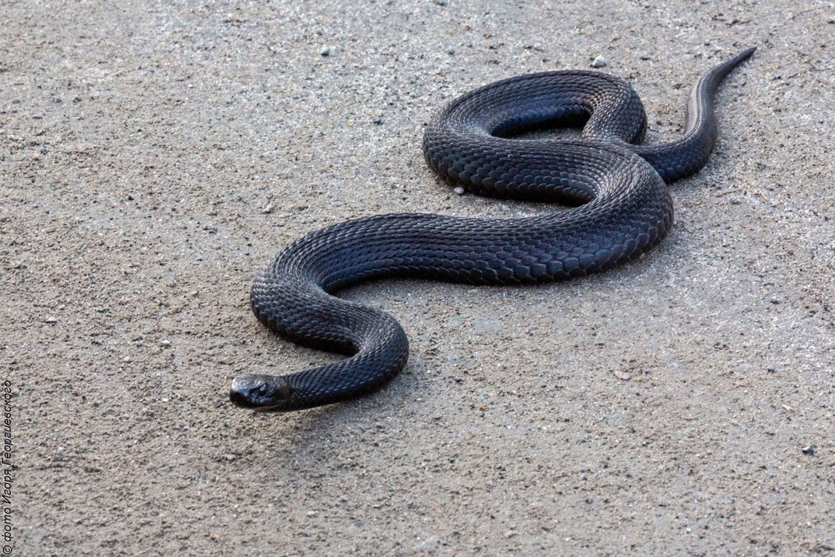    фото: © Кижская волость/ ВК